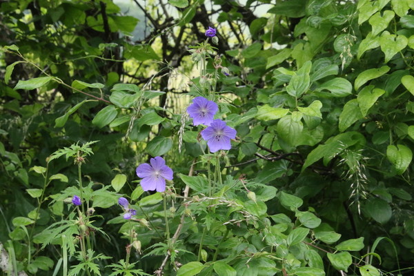 photo of Meadow Crane's Bill