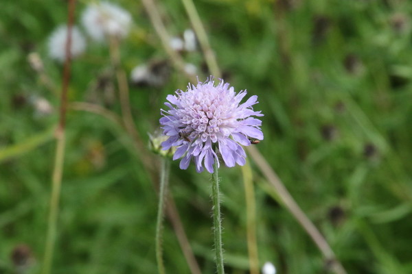 photo of Field Scabious