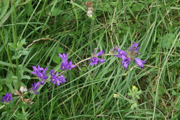 photo of Clustered Bellfower