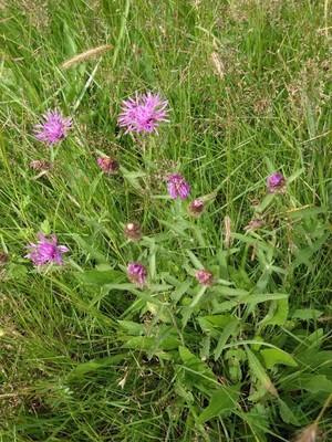 photo of Brown Knapweed
