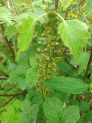 photo of Common Twayblade