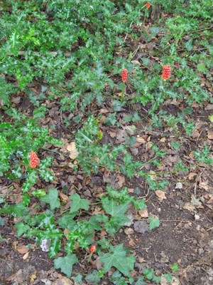 photo of Italian Arum