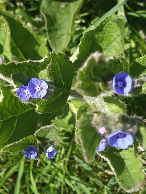 photo of Green Alkanet
