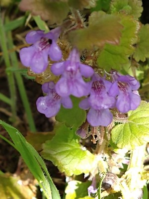photo of Ground Ivy
