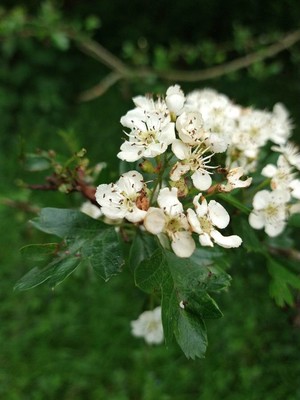photo of Hawthorn