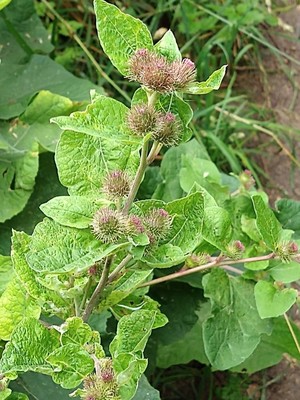 photo of Lesser Burdock
