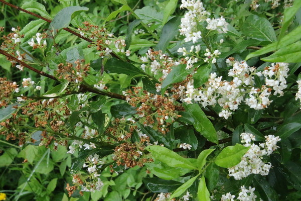 photo of Wild Privet