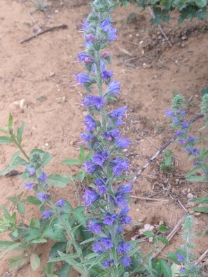 photo of Vipers Bugloss