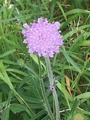 photo of Field Scabious