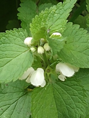 photo of White Dead Nettle