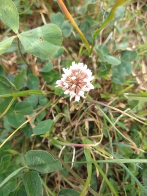 photo of White Clover