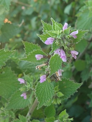 photo of Black Horehound
