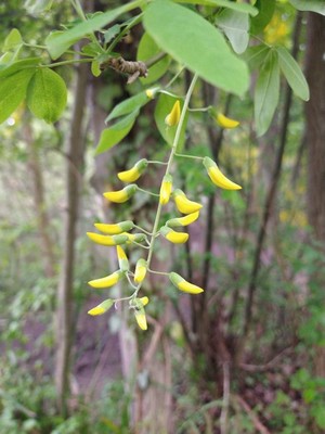 photo of Common Laburnum