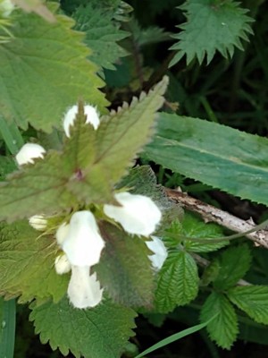 photo of White Dead Nettle