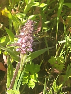 photo of Marsh Woundwort