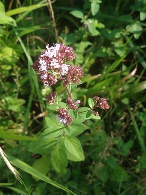 photo of Wild Marjoram