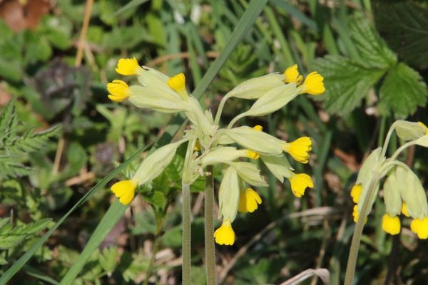 photo of Cowslip