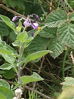 photo of Bittersweet