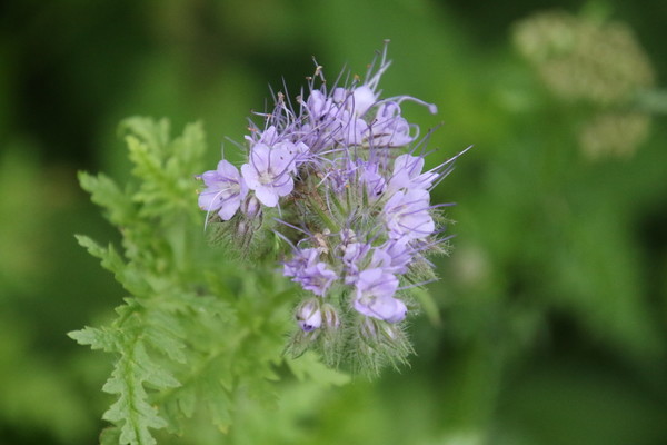 photo of Phacelia