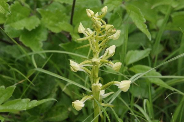 photo of Greater Butterfly Orchid