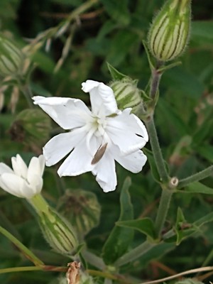 photo of White Campion