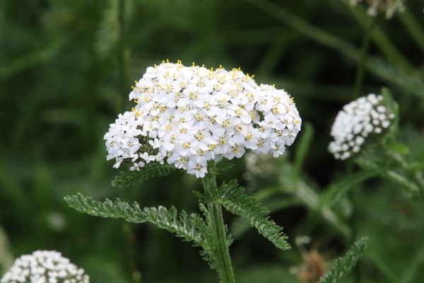 photo of Yarrow