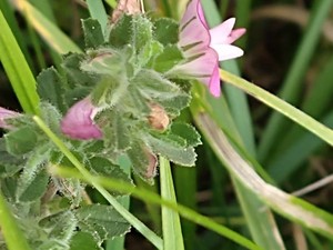 photo of Spiny Restharrow