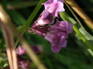 photo of Bush Vetch