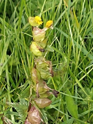 photo of Yellow Rattle