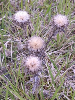 photo of Carline Thistle