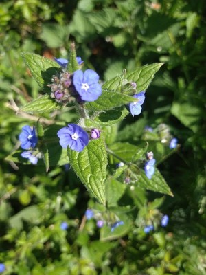 photo of Green Alkanet