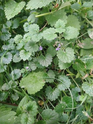 photo of Ground Ivy