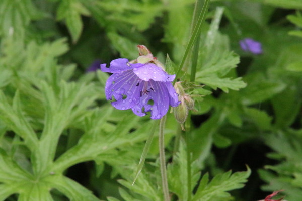 photo of Meadow Crane's Bill