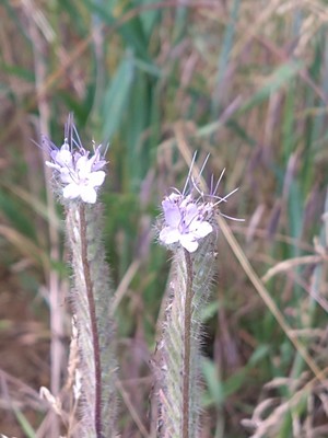 photo of Phacelia