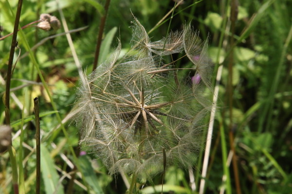 photo of Goat's Beard
