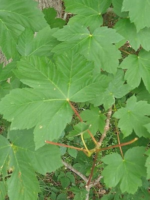 photo of Sycamore