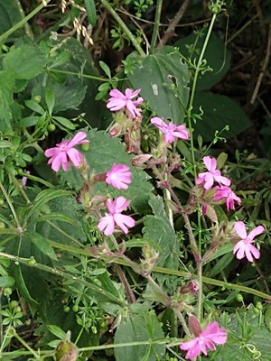 photo of Red Campion