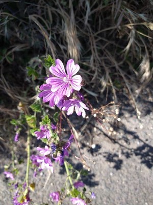 photo of Common Mallow