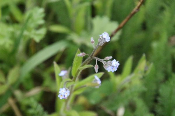 photo of Field Forget Me Not