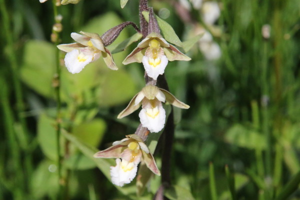 photo of Marsh Helleborine