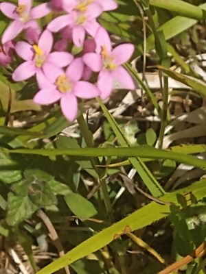 photo of Common Centaury
