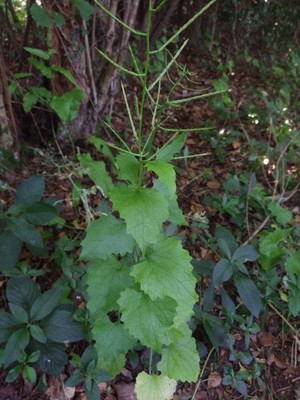 photo of Garlic Mustard
