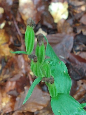 photo of Narrow Lipped Helleborine