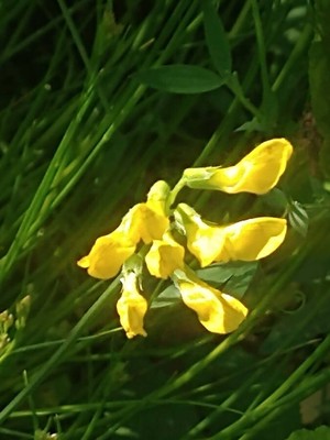 photo of Meadow Vetchling