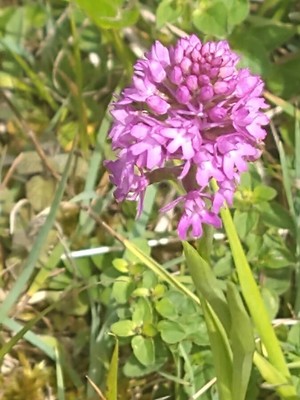 photo of Pyramidal Orchid