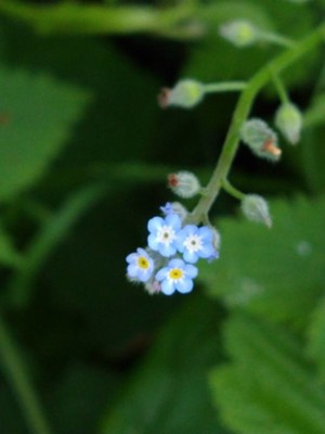 photo of Field Forget Me Not