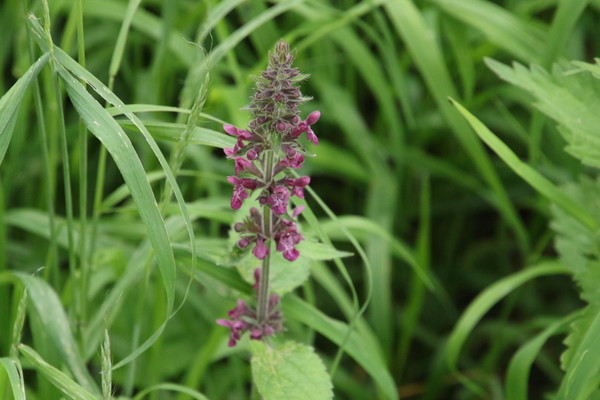 photo of Hedge Woundwort