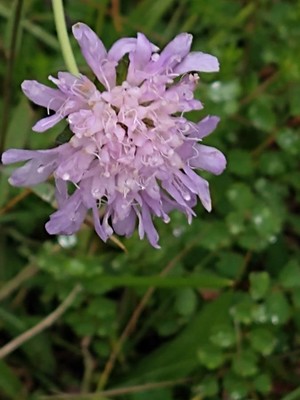 photo of Field Scabious
