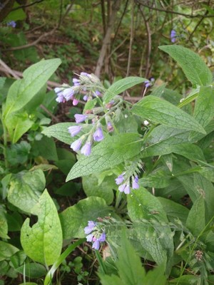 photo of Caucasian Comfrey