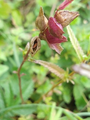 photo of Yellow Rattle